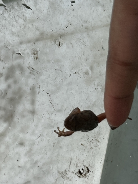 A close-up view of a small frog resting near a person’s finger on a light-colored surface, showing the frog’s size in comparison.