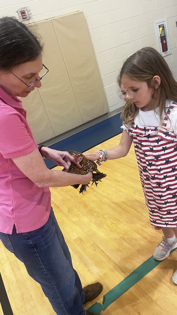 A student wearing a red, white, and blue dress gently touches a chicken held by an adult, engaging in a supervised, hands-on learning experience.