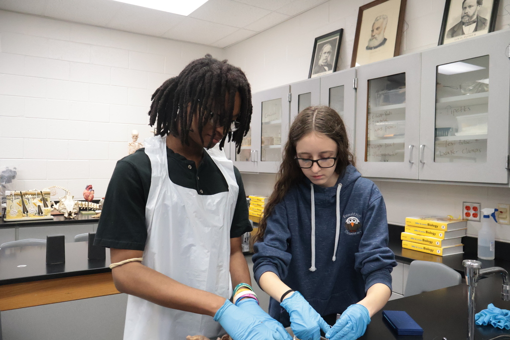 Two students wearing gloves in a lab setting work on a dissection.