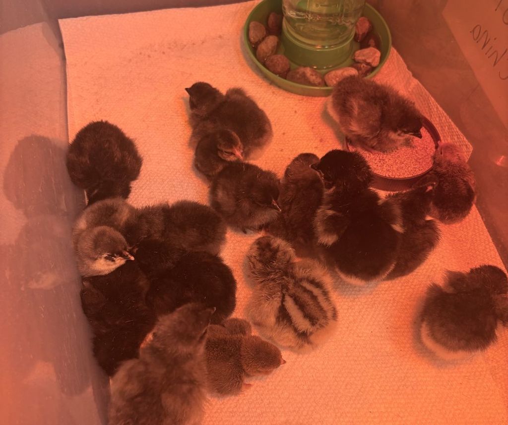 A group of small chicks and babies scattered on a pink towel with a green water feeder.