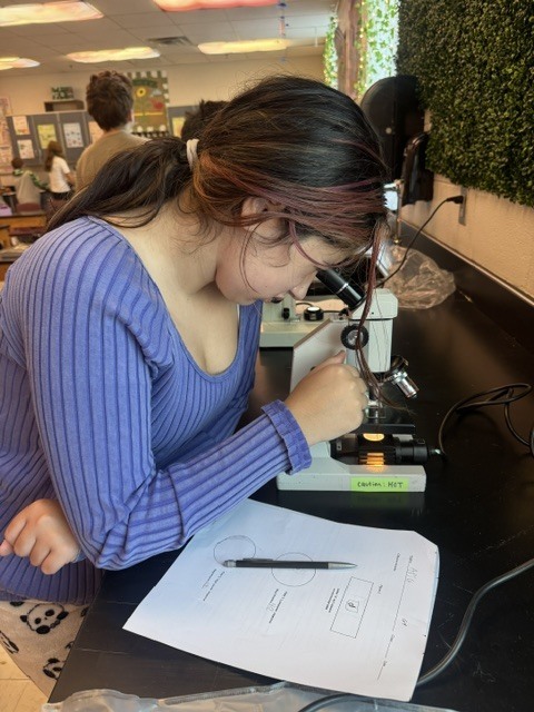 Woman in a blue shirt examines a specimen through a microscope on a table with papers.