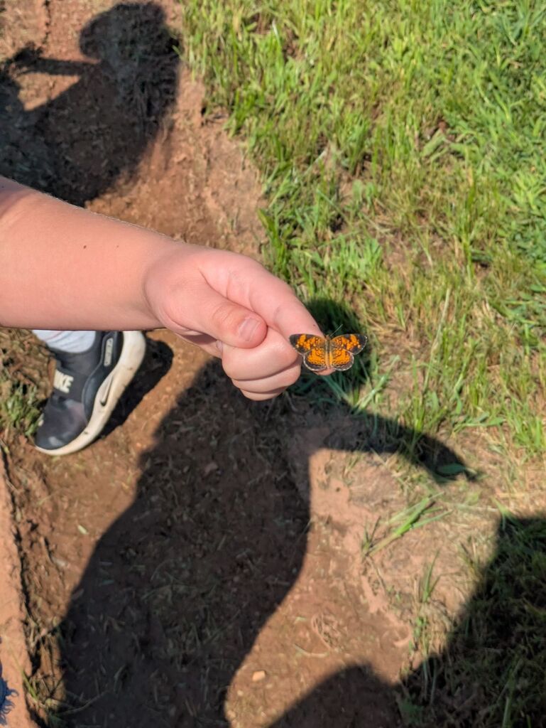 A hand holds a butterfly with orange and black wings. The setting includes a grassy area and a dirt path.