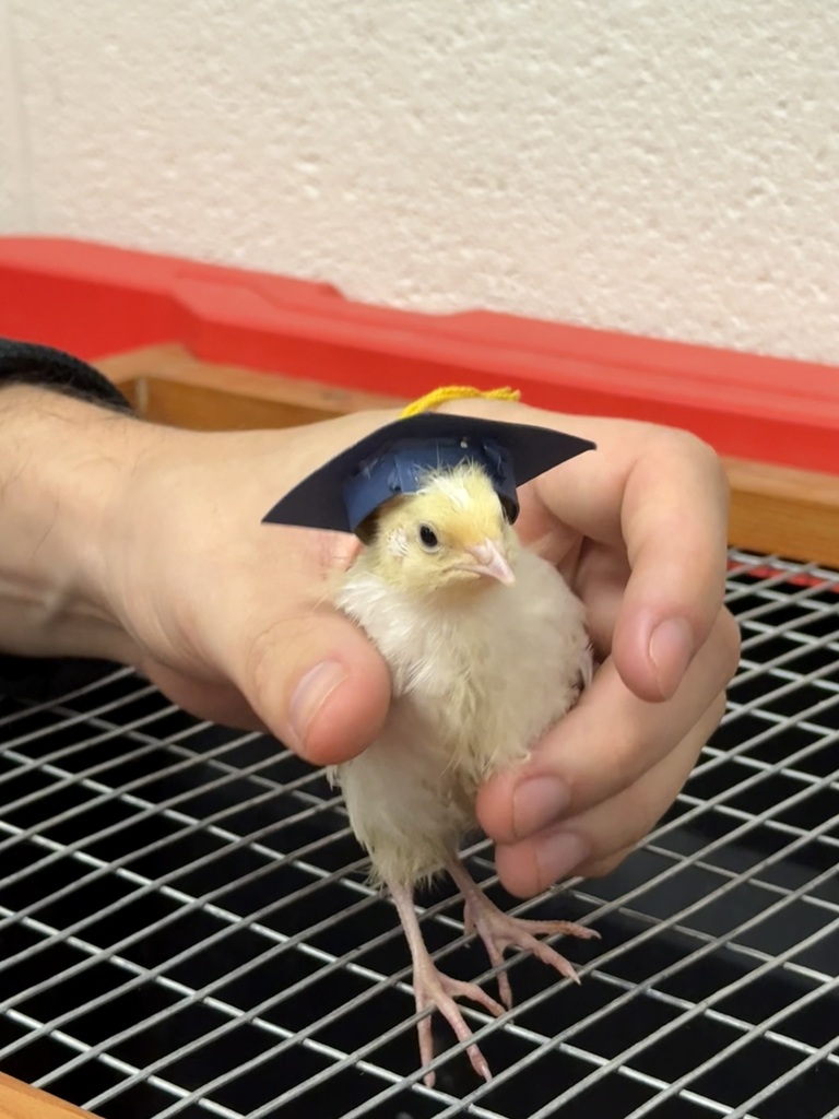 Baby quail with graduation hat