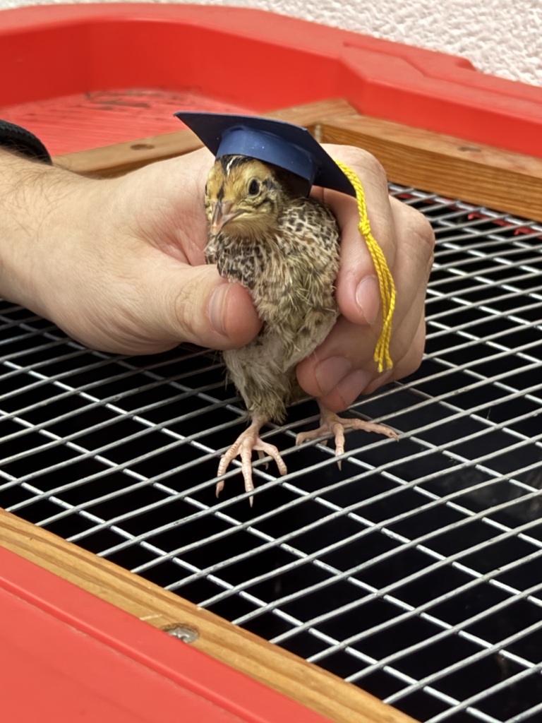 Baby quail with graduation hat