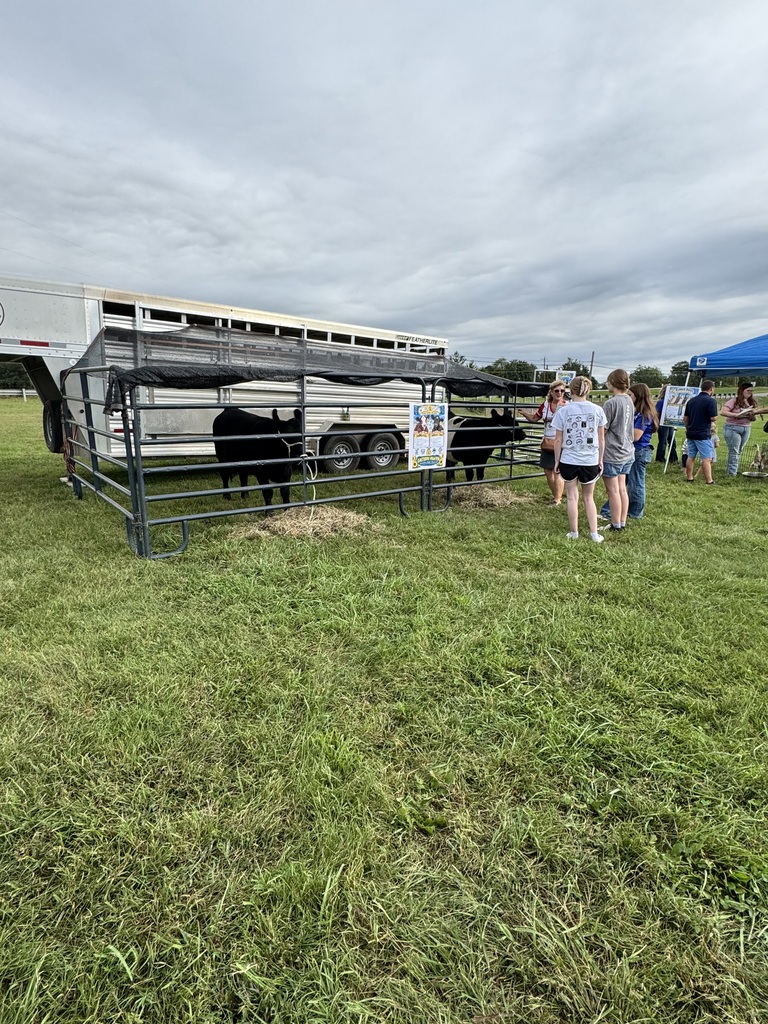 A group of people stands near a trailer with two black cattle inside a fenced area.