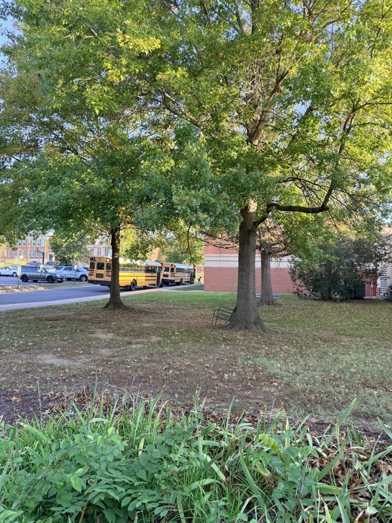 Trees and a bench in a park with school buses parked in the background.