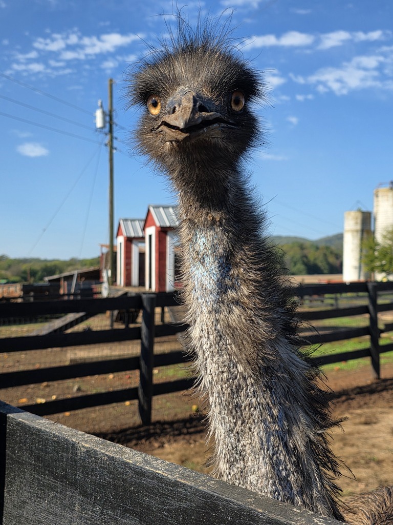 Emu with a gray, shaggy coat stands in an outdoor pen, surrounded by a wooden fence.