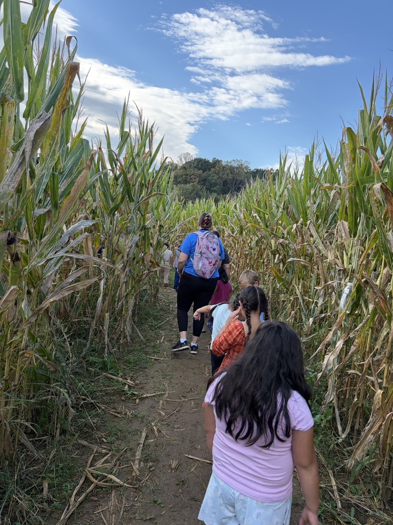 People are walking through a corn maze on a clear day, following a narrow dirt path.