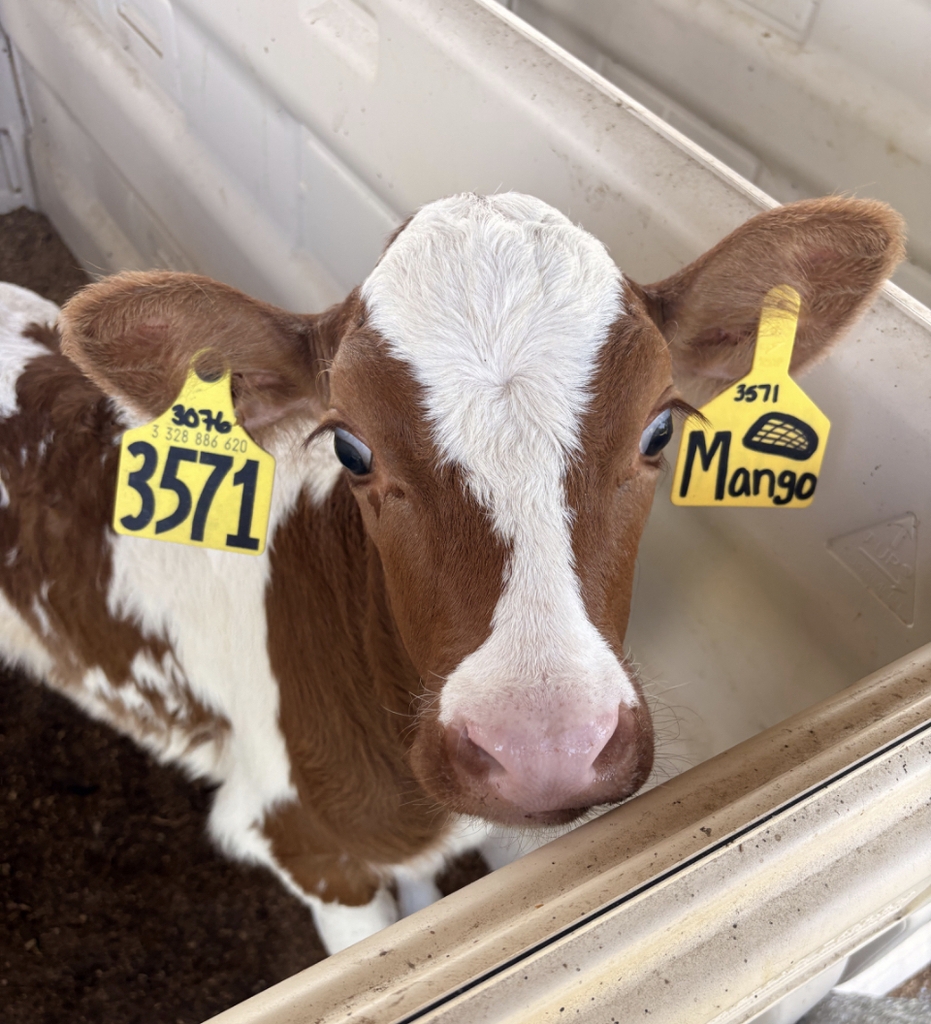 Calf in a container with tags numbered 3571 and 5971, and name Mango. The calf is brown and white.