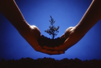  Hands Holding Seedling on a Blue Background