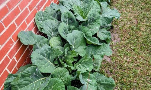 Image of Collards for the Holidays