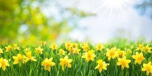 Image of yellow daffodils
