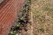 Image of Spring Collards growing at RSHS