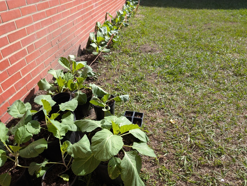 Image of Edgenuity Classes planted Collards