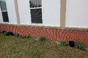Image of Edgenuity Classes planted Collards