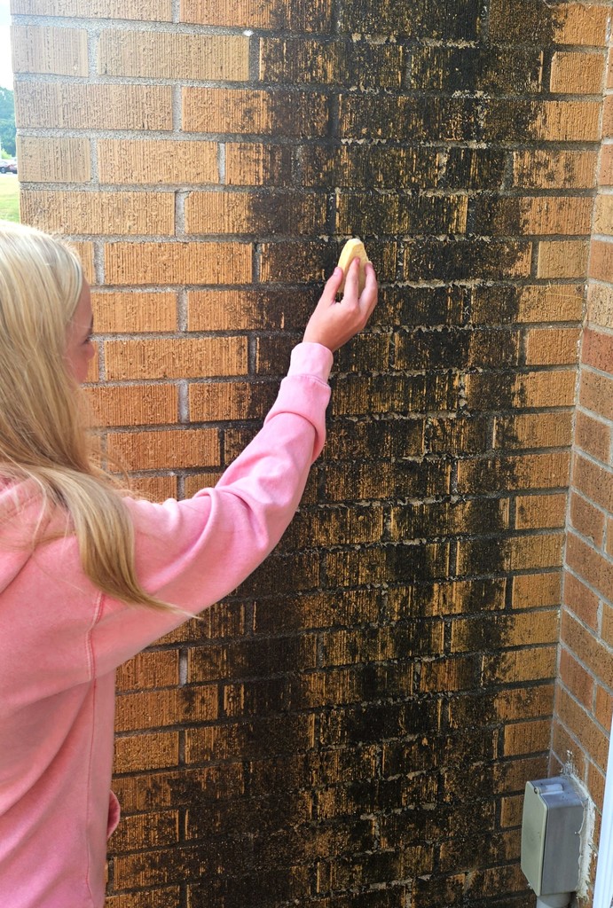 Students are swabbing items for fungi. 