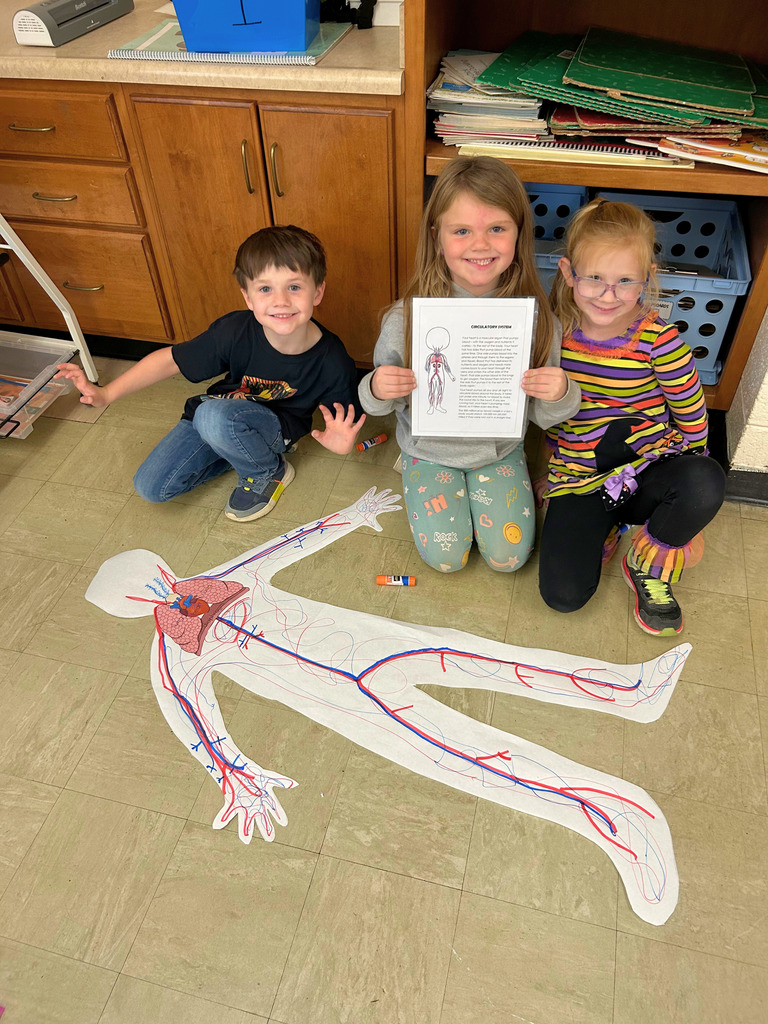 Students are sitting by their paper human. They have added the items in the circulartory system.