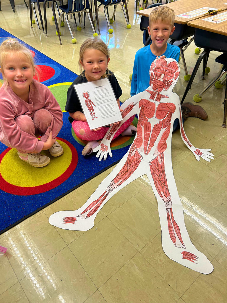 Students are sitting by their paper human. They have added the items in the muscular system.
