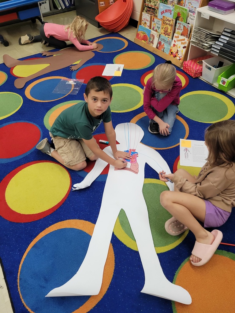 Students are sitting by their paper human. They have added the items in the circulartory system.