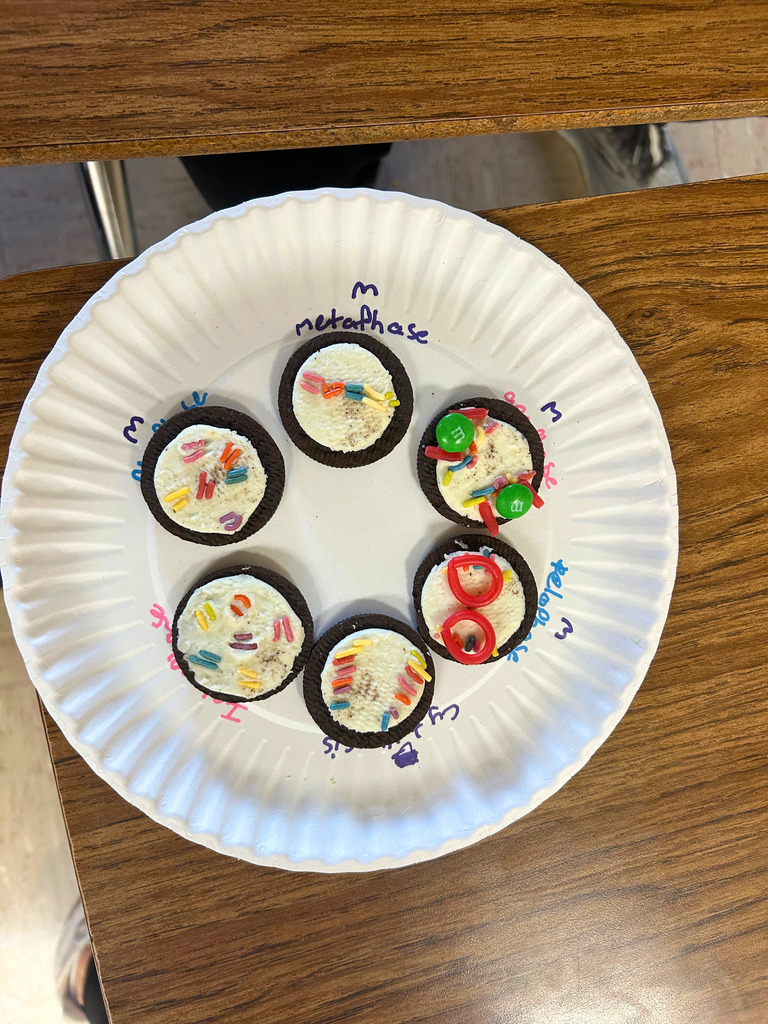 The image shows a completed project with each cookie decorated in a stage of mitosis and in the correct order. 