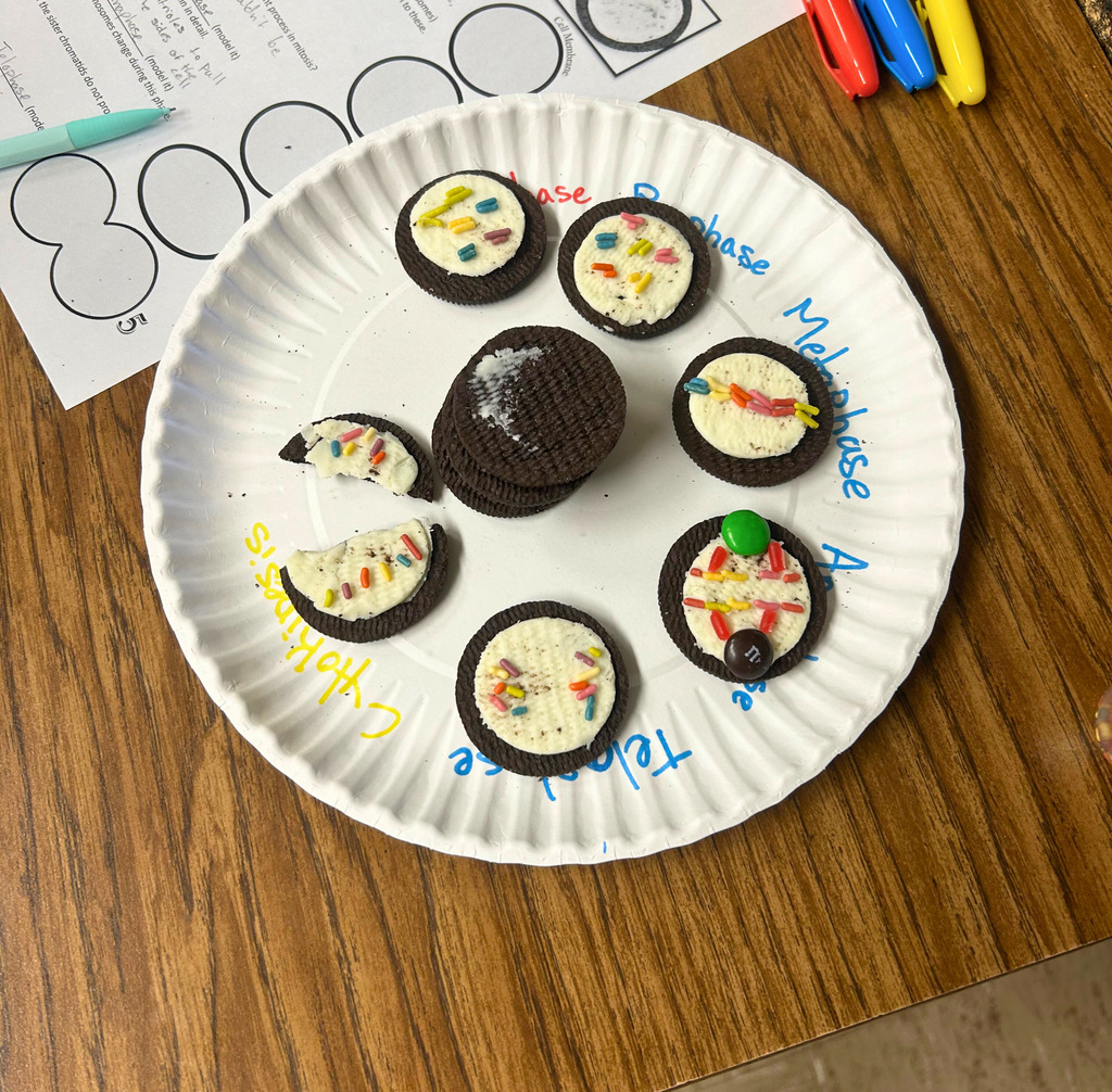 The image shows a completed project with each cookie decorated in a stage of mitosis and in the correct order. 