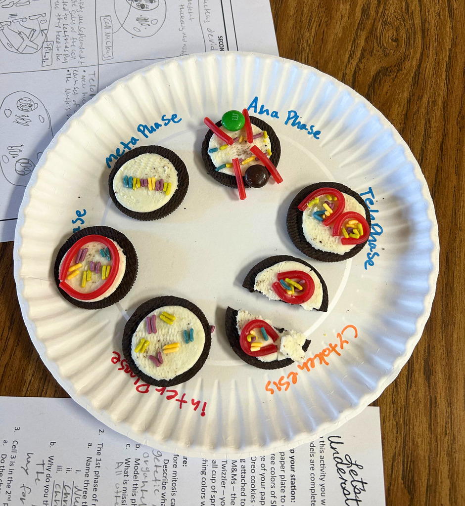 The image shows a completed project with each cookie decorated in a stage of mitosis and in the correct order. 