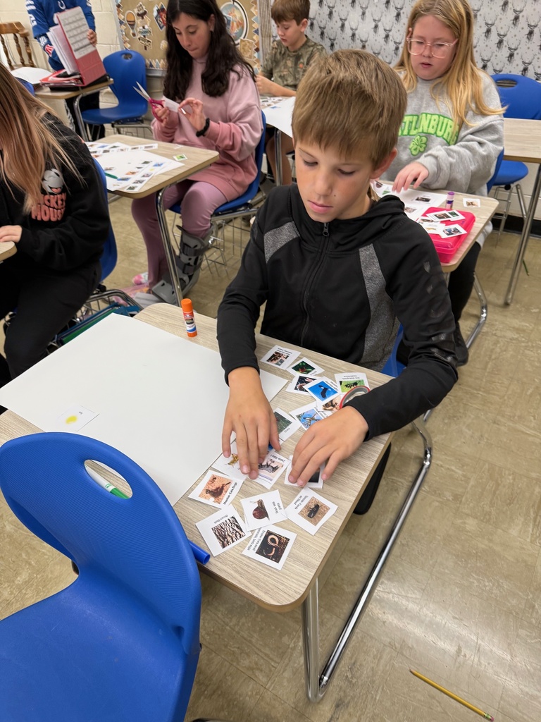 The student is sorting cards to create a food web.