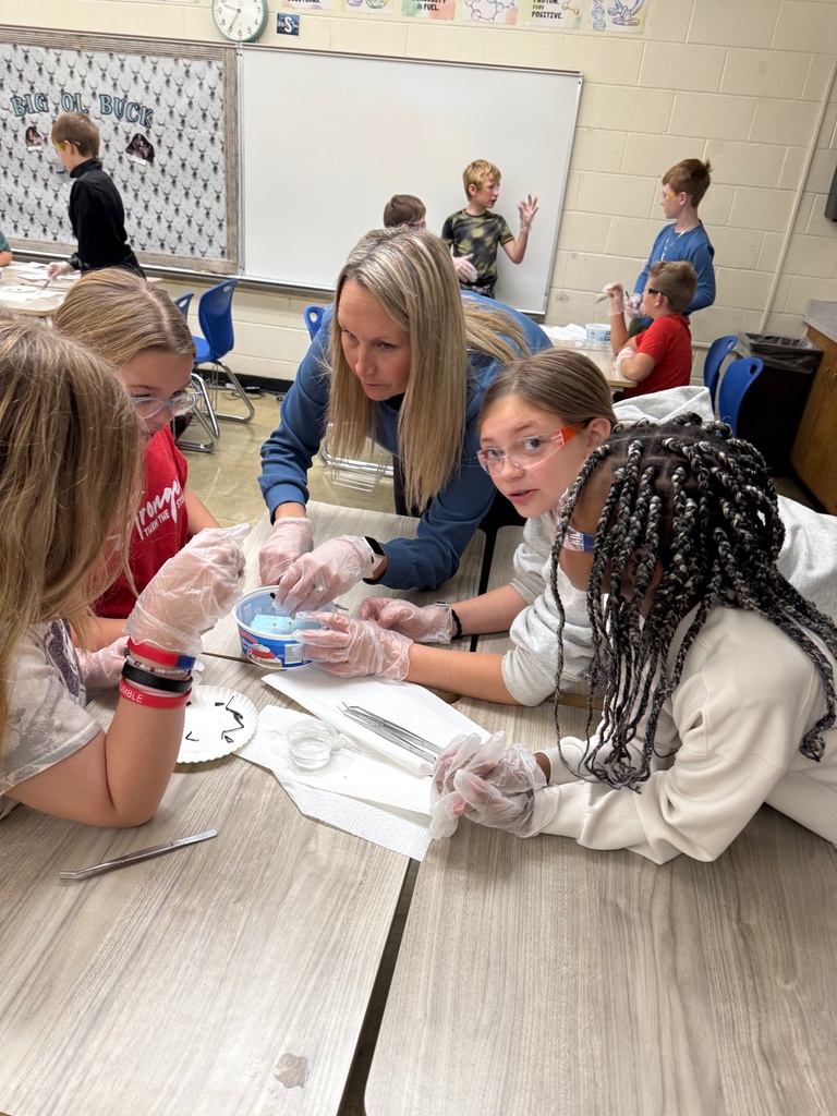 The teacher is showing the students how to cut the abdomen.