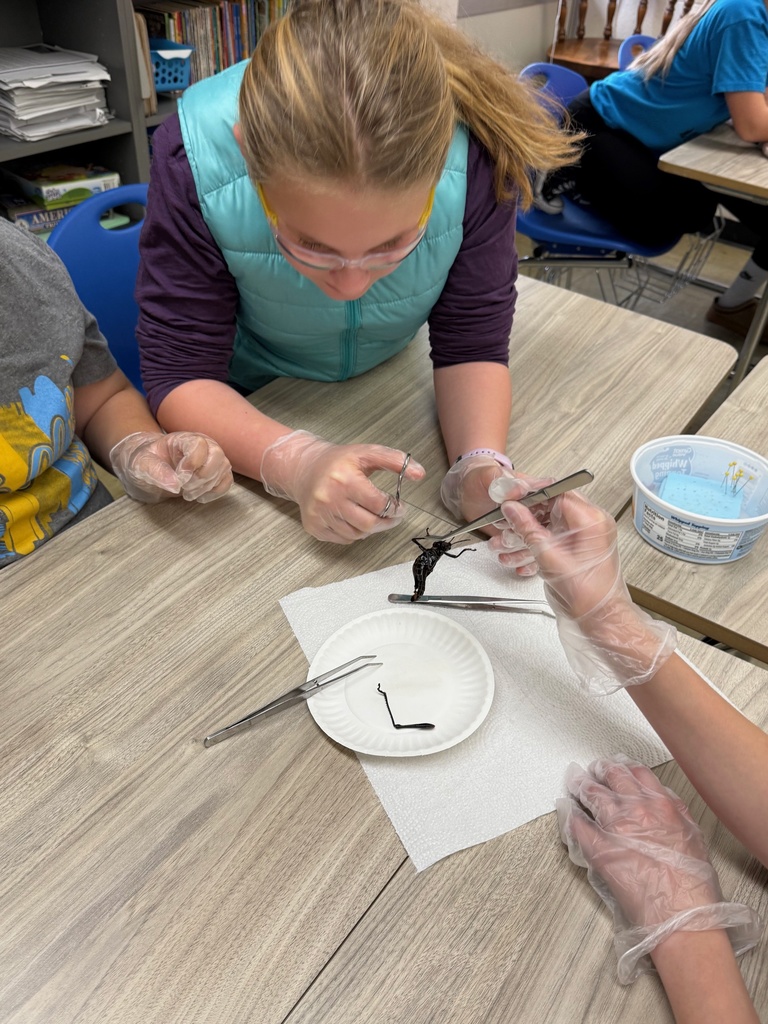 The student is cutting the legs off of the specimen. 