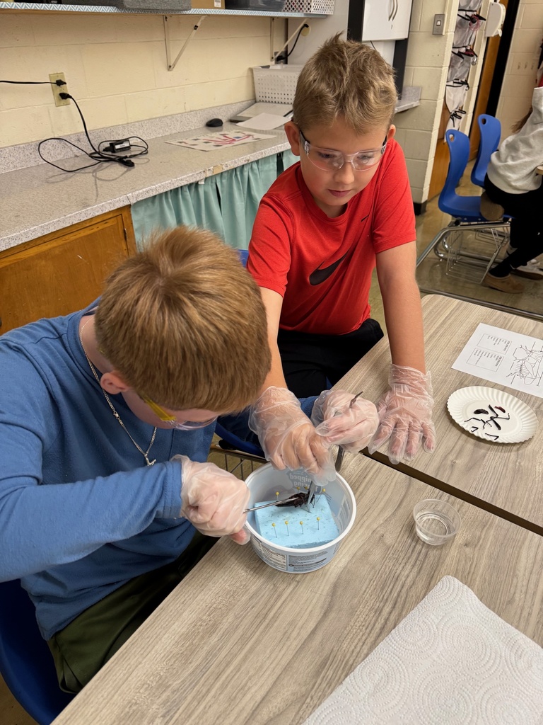 Two students are cutting the abdomen open. 