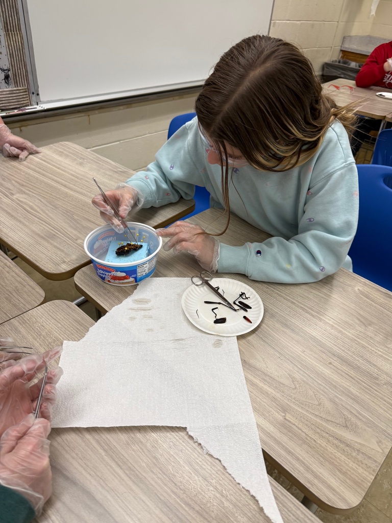 The student is pinning down the specimen. 