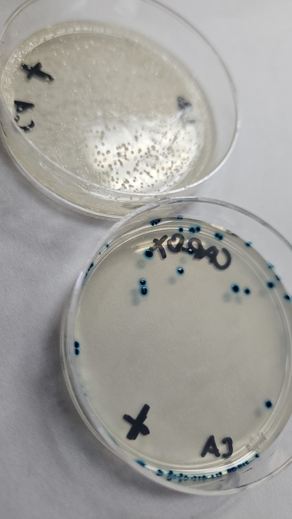 Pictured are petri dishes. One has white bacteria and the other has the bacteria stained blue. 