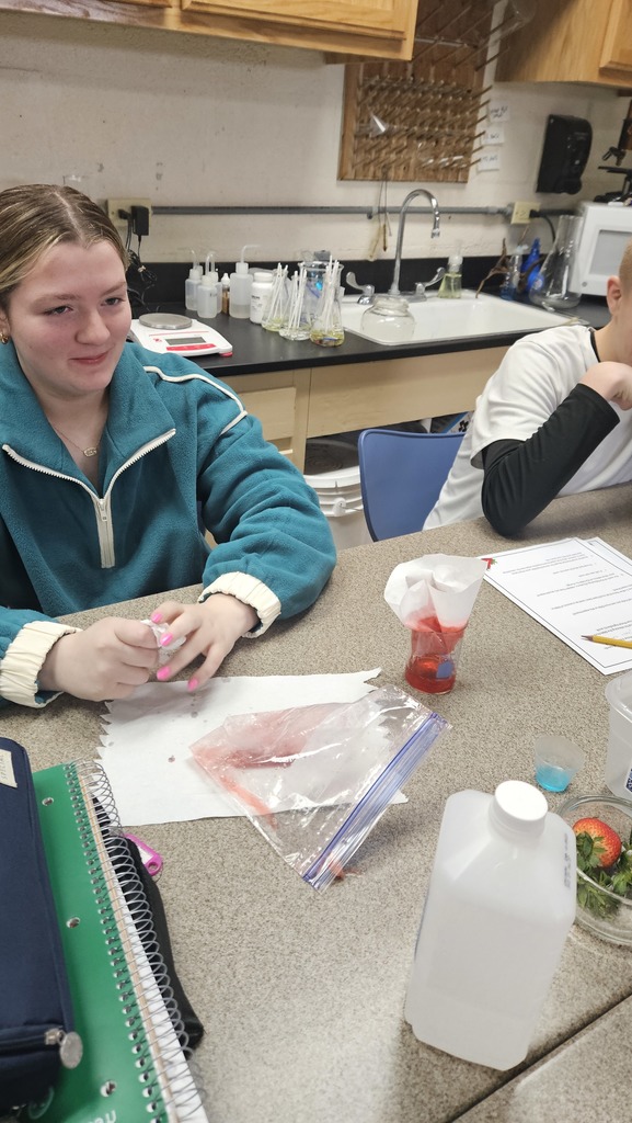 A student is funneling the strawberry mixture and the liquid that goes through the funnel is going in to the  beaker. 