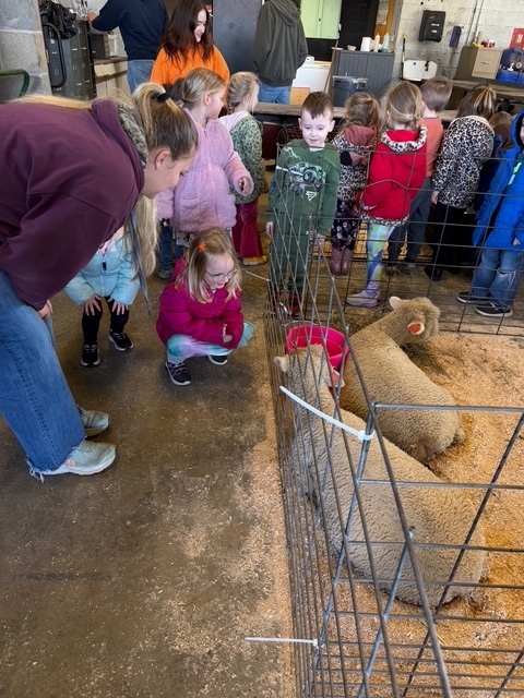 Two students and an older student are crouched down looking at the sheep.
