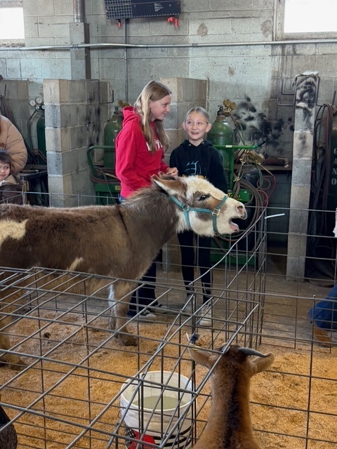 A mule is making noise and two students are laughing in the back. 