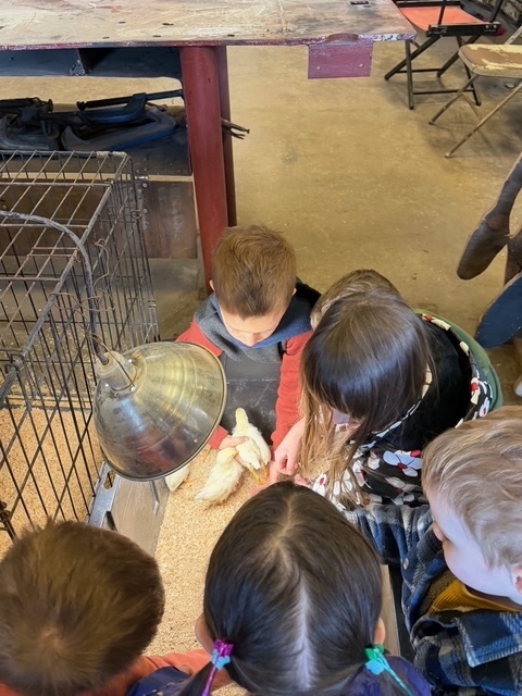 Students are crouched down around a box of chicks. One is holding a chick.