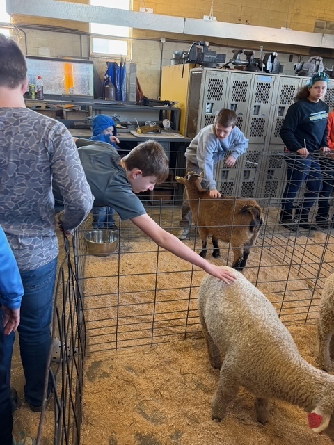 Two students are leaning over the fence to pet a goat and a lamb.