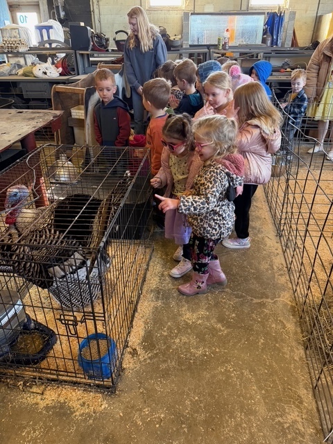 Students are standing in front of the turkey cage and the box of chicks. 