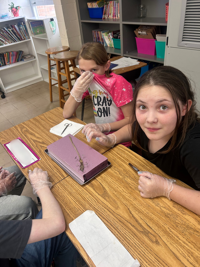 Two students are sitting with their worm they are dissecting. One is covering her nose with her shirt.  The worm is pinned down. 