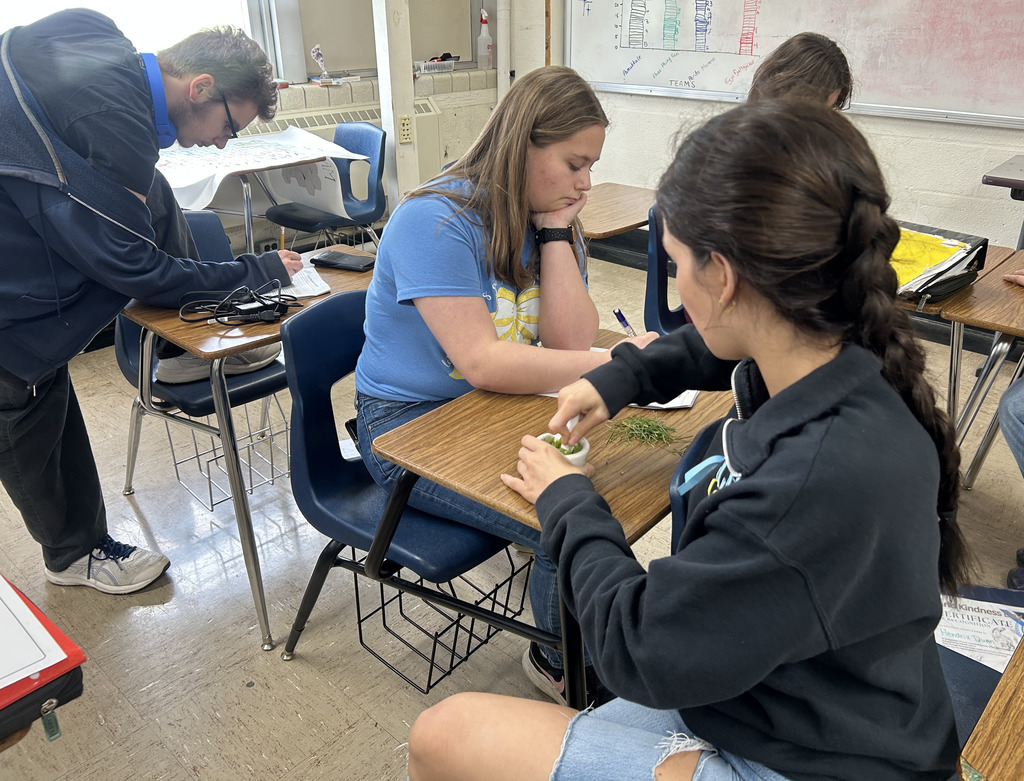 Two students are grinding green grass.