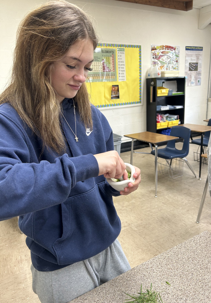 A student is grinding green grass.