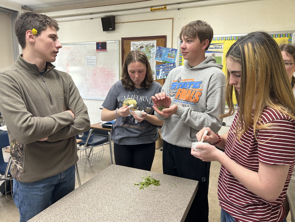 Four students are grinding green grass.
