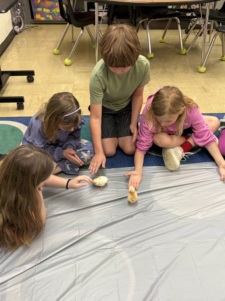 Four students are petting two chicks. 