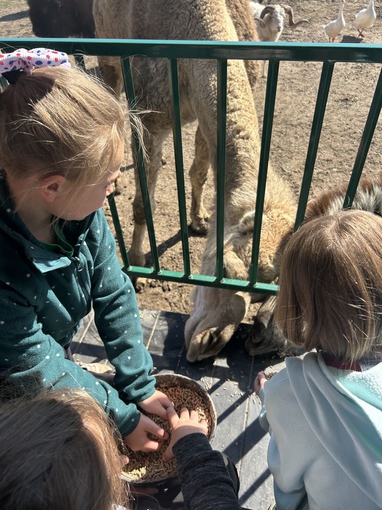 Three students are feeding a camel. 