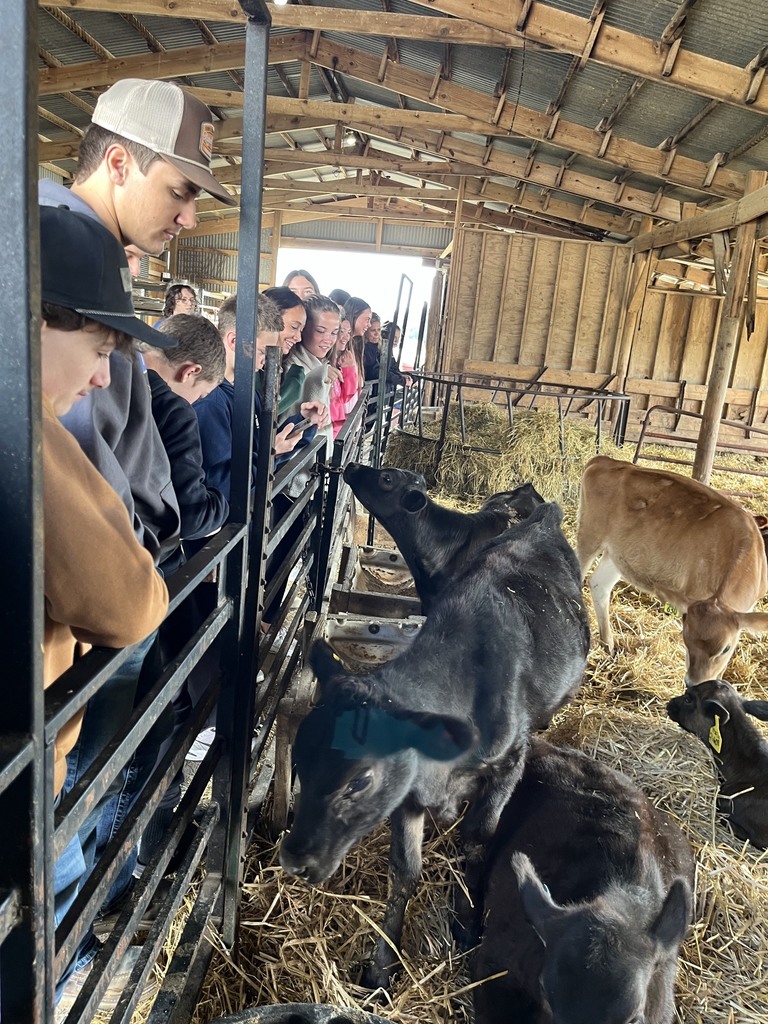 Students are in a barn observing calves.