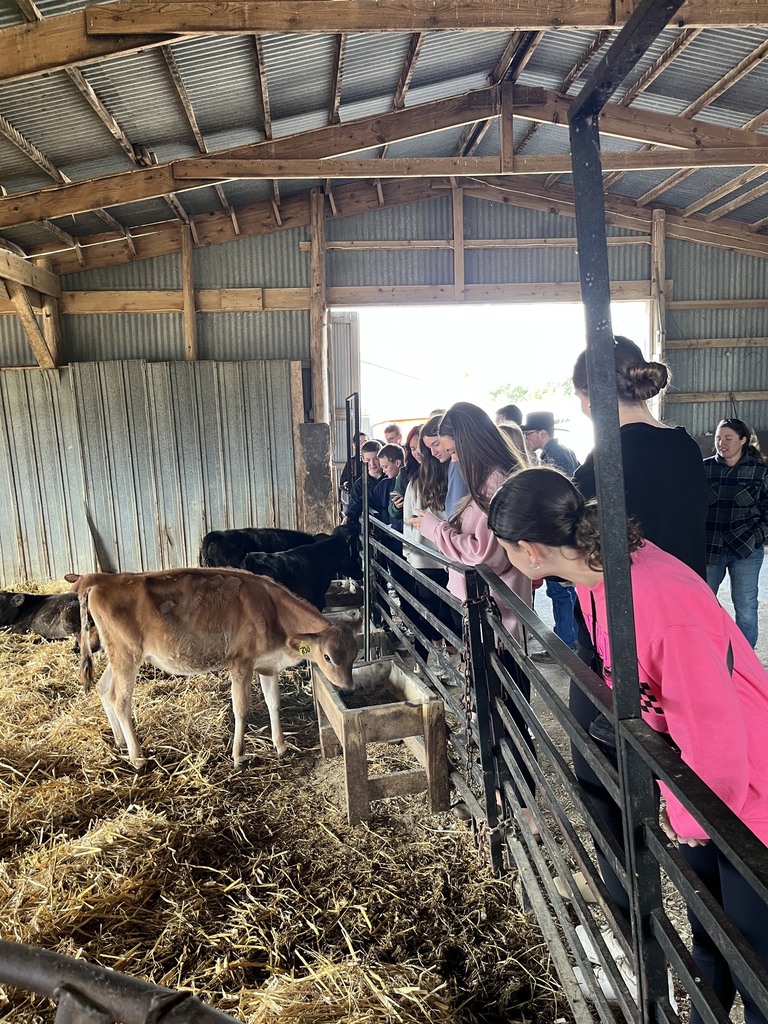 Students are in a barn observing calves.