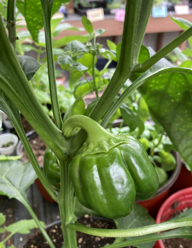 Agriculture