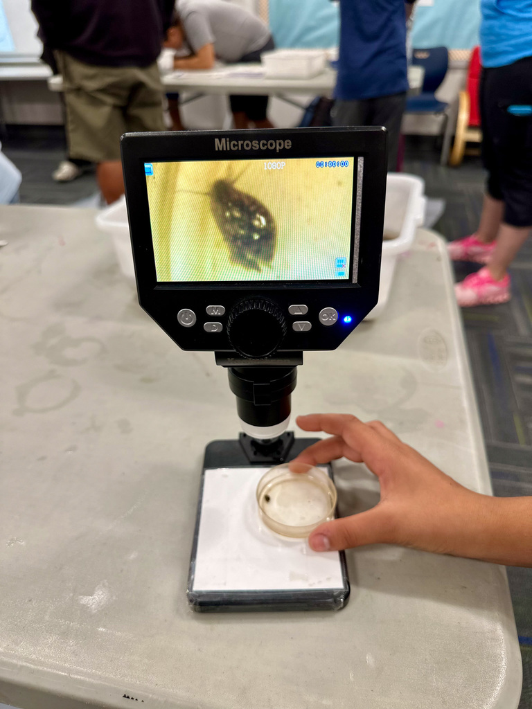 Digital microscope showing an enlarged insect image, with a hand holding a petri dish.