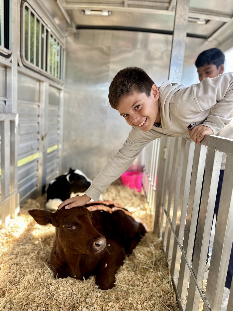 A student pets a brown calf inside a livestock trailer with straw-covered flooring, while another calf rests in the background.