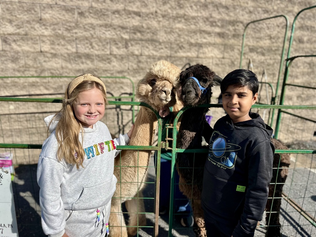 Two students stand beside a metal fence enclosure with two alpacas, one light brown and one dark brown.
